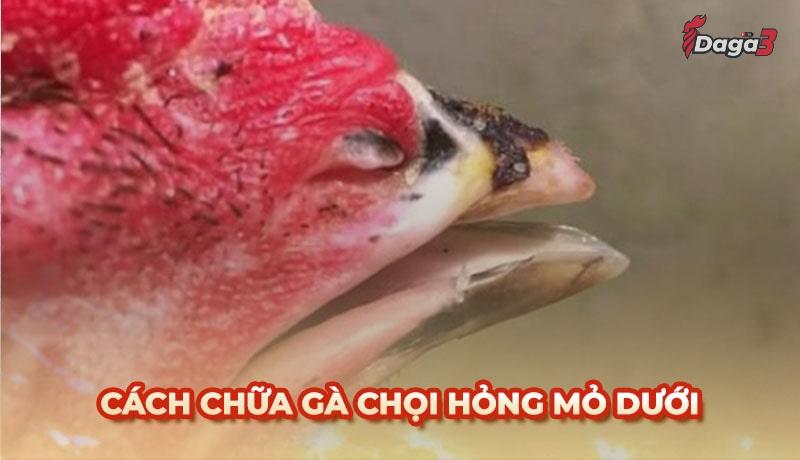Bí kíp chữa gà chọi hỏng mỏ dưới tại nhà hiệu quả